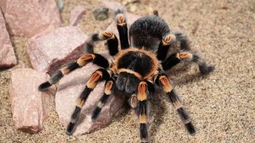 The Shocking Reason a Woman Forgot a Box of 20 Live Tarantulas on a German Train