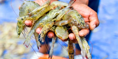 US Supreme Court Strikes Down Trump's Emergency Shrimp Tariffs